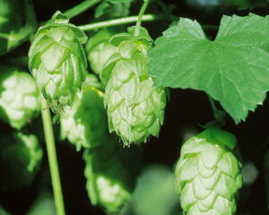 Les plantes médicinales dans la médecine masculine