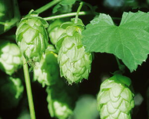 Heilpflanzen in der Männerheilkunde