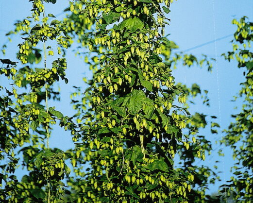 Heilpflanzen in der Männerheilkunde – Andrologie & Psychosomatik