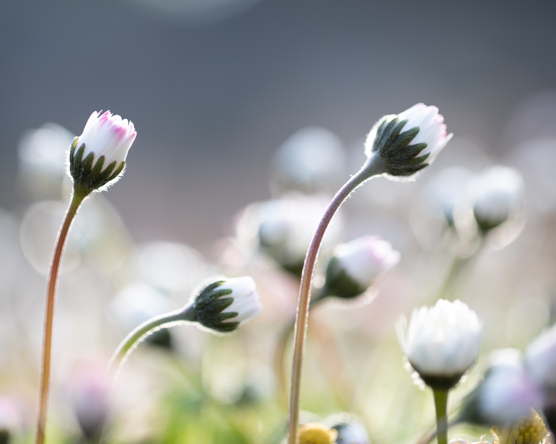 Heilpflanzen in der Kinderheilkunde - Schwerpunkt Atemwege