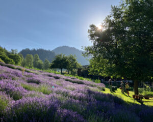 Découvrir le monde des plantes médicinales avec Ceres