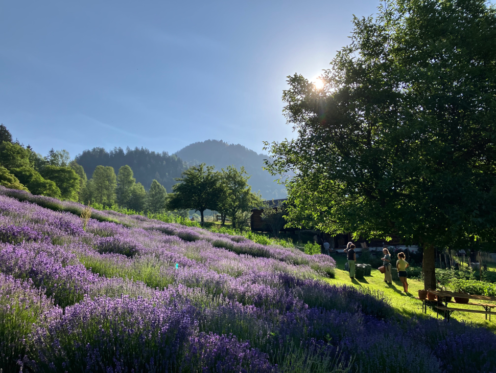 Découvrir le monde des plantes médicinales avec Ceres