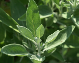 Apotheken-Webinar: Ganzheitliche Unterstützung des Immunsystems mit Heilpflanzen