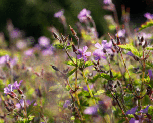 Einführung in Wesen, Signatur & Anwendung: Alchemilla (Frauenmantel) & Geranium robertianum (stinkender Storchschnabel)
