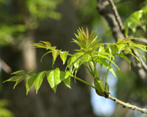 Signaturen der Pflanzen - die Gestalt des Menschen