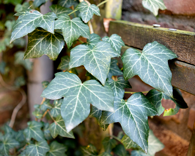 Heilpflanzen für chronische Erkrankungen bei Hunden, Katzen und Pferden