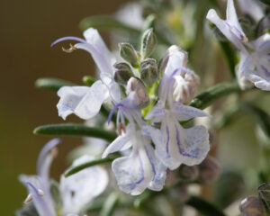 Erschöpfung - wesensgemäße Begleitung mit Heilpflanzen