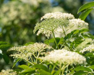 Leben im Wandel - Transformationsprozesse bei Kindern und Jugendlichen