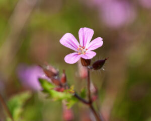 Trauma, Schock und Angst: Ganzheitliche Behandlung mit Heilpflanzen