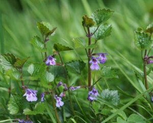 Transformationspflanzen für unruhige Zeiten